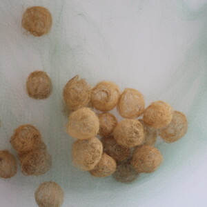 LES ÀNIMES. Instalación. Esparto. 2018